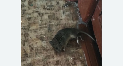 Дезинфекция от мышей в Андреаполе