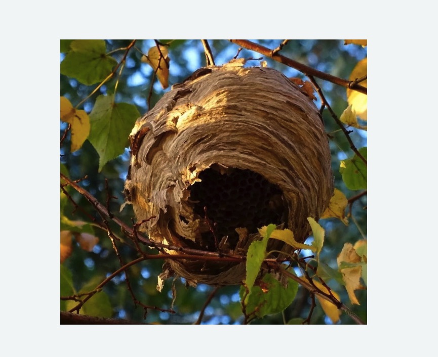 Обработка от шершней в Андреаполе