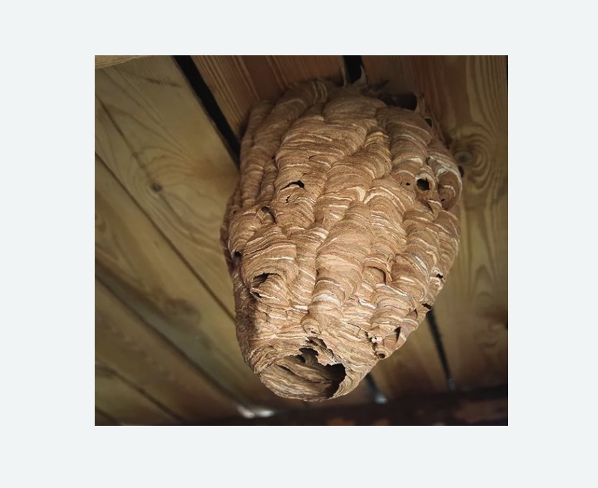 обработка от шершней в Андреаполе