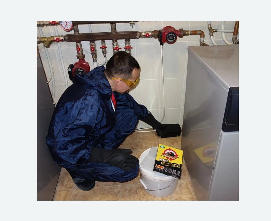 Уничтожение крыс в Андреаполе