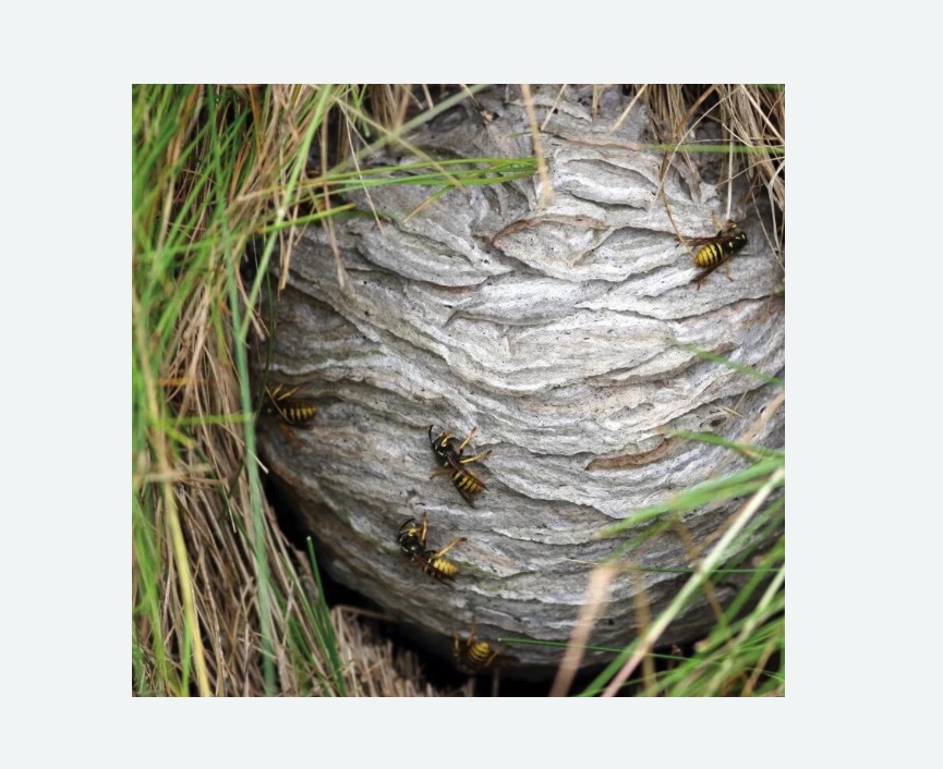 Уничтожение ос и ульев в Андреаполе